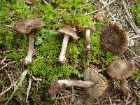 Inocybe assimilata image