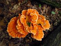 Laetiporus cincinnatus image