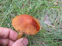 Cortinarius corrugatus image