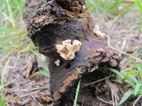 Xylaria cubensis image