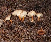 Clitocybe squamulosa image