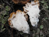 Gyromitra montana image