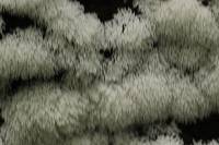 Ceratiomyxa fruticulosa var. fruticulosa image