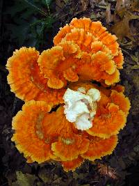 Laetiporus cincinnatus image