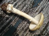 Amanita velatipes image