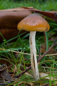 Psilocybe subaeruginosa image
