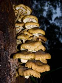 Armillaria luteobubalina image