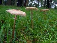 Macrolepiota clelandii image