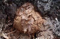 Reticularia lycoperdon image