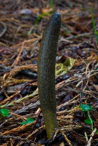 Cordyceps gunnii image