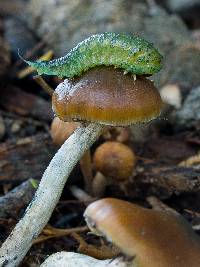 Psilocybe subaeruginosa image