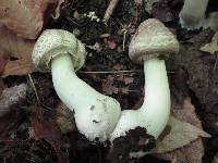 Agaricus placomyces image