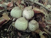 Agaricus placomyces image