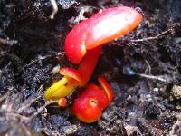 Hygrocybe subcaespitosa image