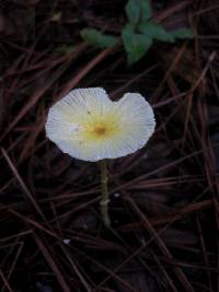 Leucocoprinus fragilissimus image