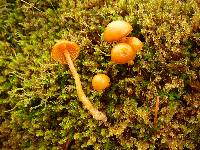 Image of Galerina lubrica