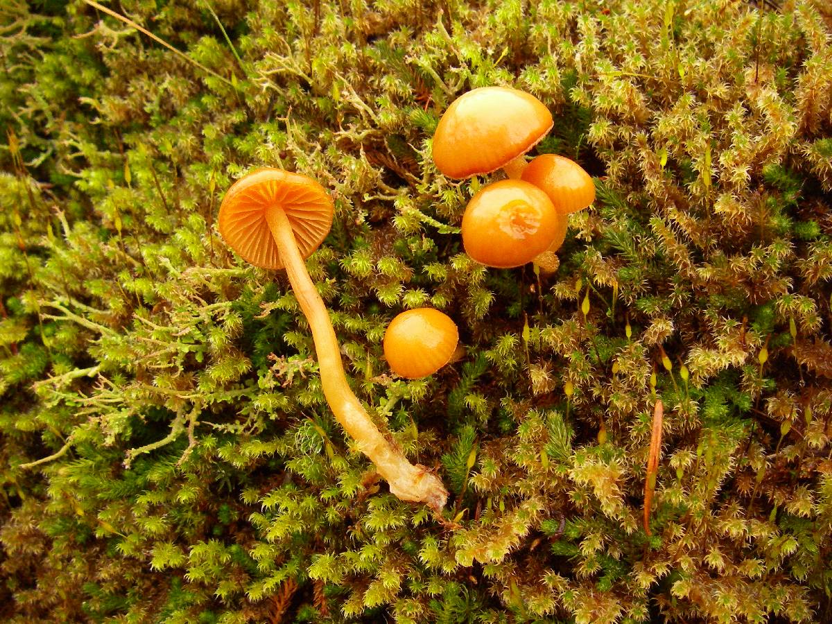 Galerina lubrica image