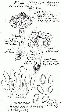 Inocybe rimosa image