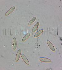 Chalciporus pseudorubinellus image