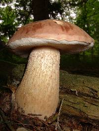 Tylopilus felleus image