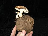 Polyporus tuberaster image