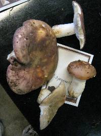 Russula cyanoxantha image