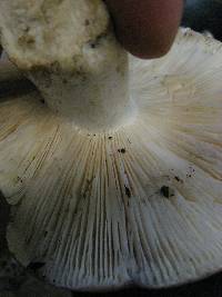 Russula cyanoxantha image