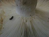 Russula brevipes var. acrior image