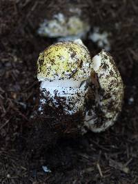 Amanita aprica image