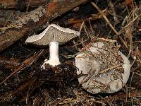 Clitocybe glacialis image