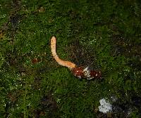 Cordyceps militaris image