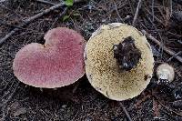 Suillus ochraceoroseus image