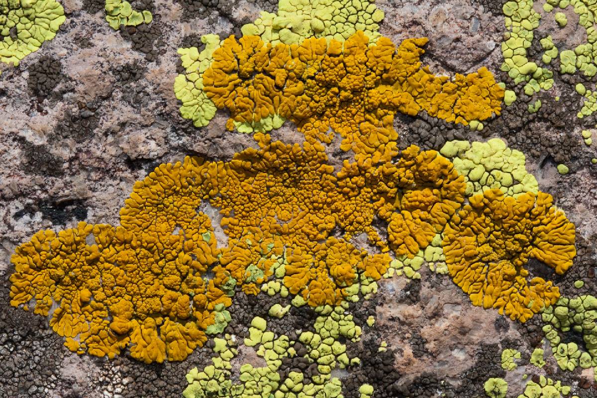 Candelina submexicana image