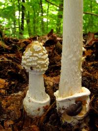 Amanita velatipes image