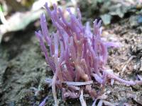 Clavaria zollingeri image