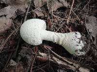 Amanita chrysoblema image