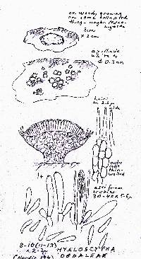 Hyaloscypha daedaleae image