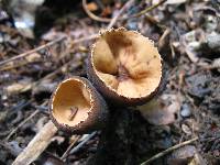 Galiella rufa image