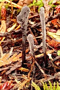 Clavaria neonigrita image