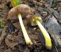 Pluteus romellii image