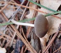 Coprinellus impatiens image