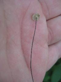 Marasmius capillaris image