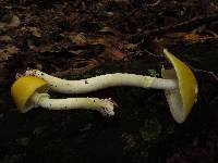 Amanita elongata image