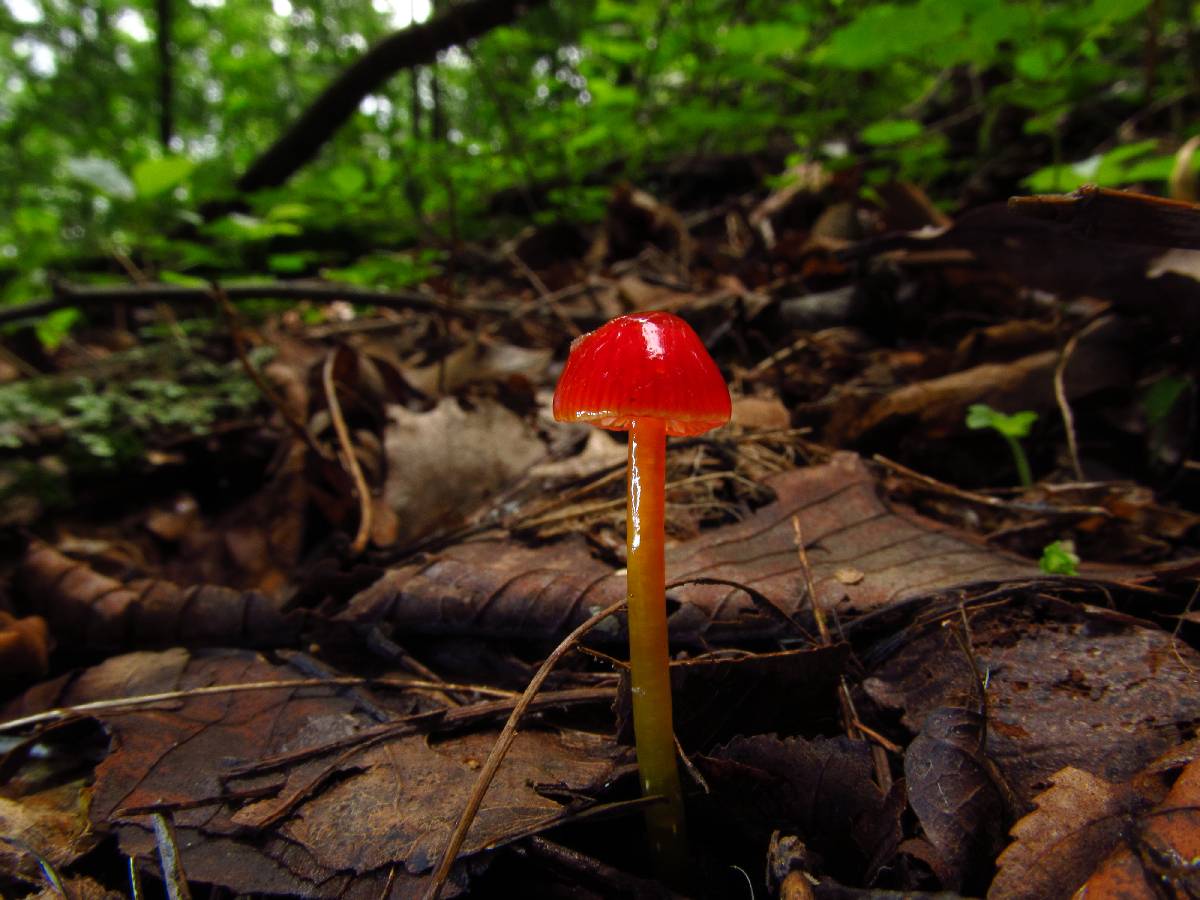 Hygrocybe minutula image