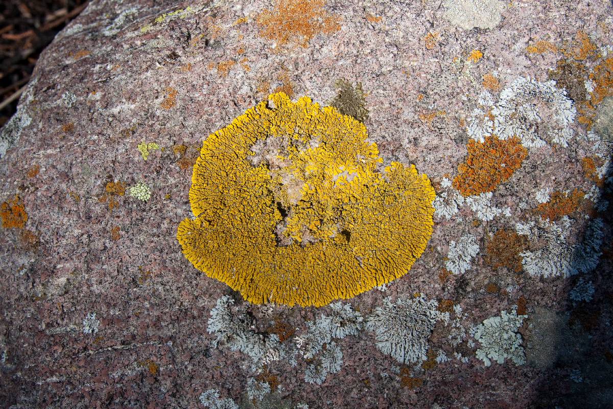 Candelina submexicana image