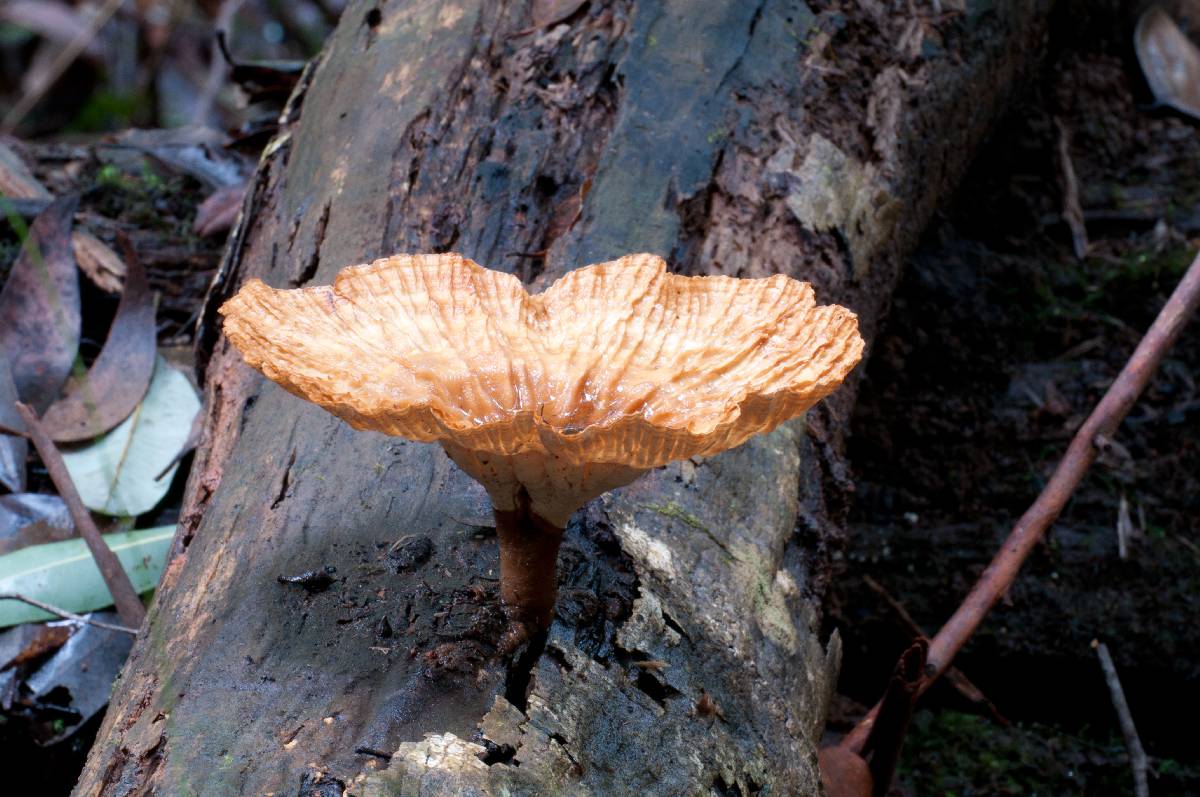 Cymatoderma elegans image