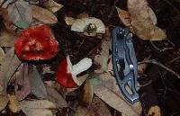 Russula cremoricolor image