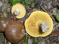 Suillus collinitus image