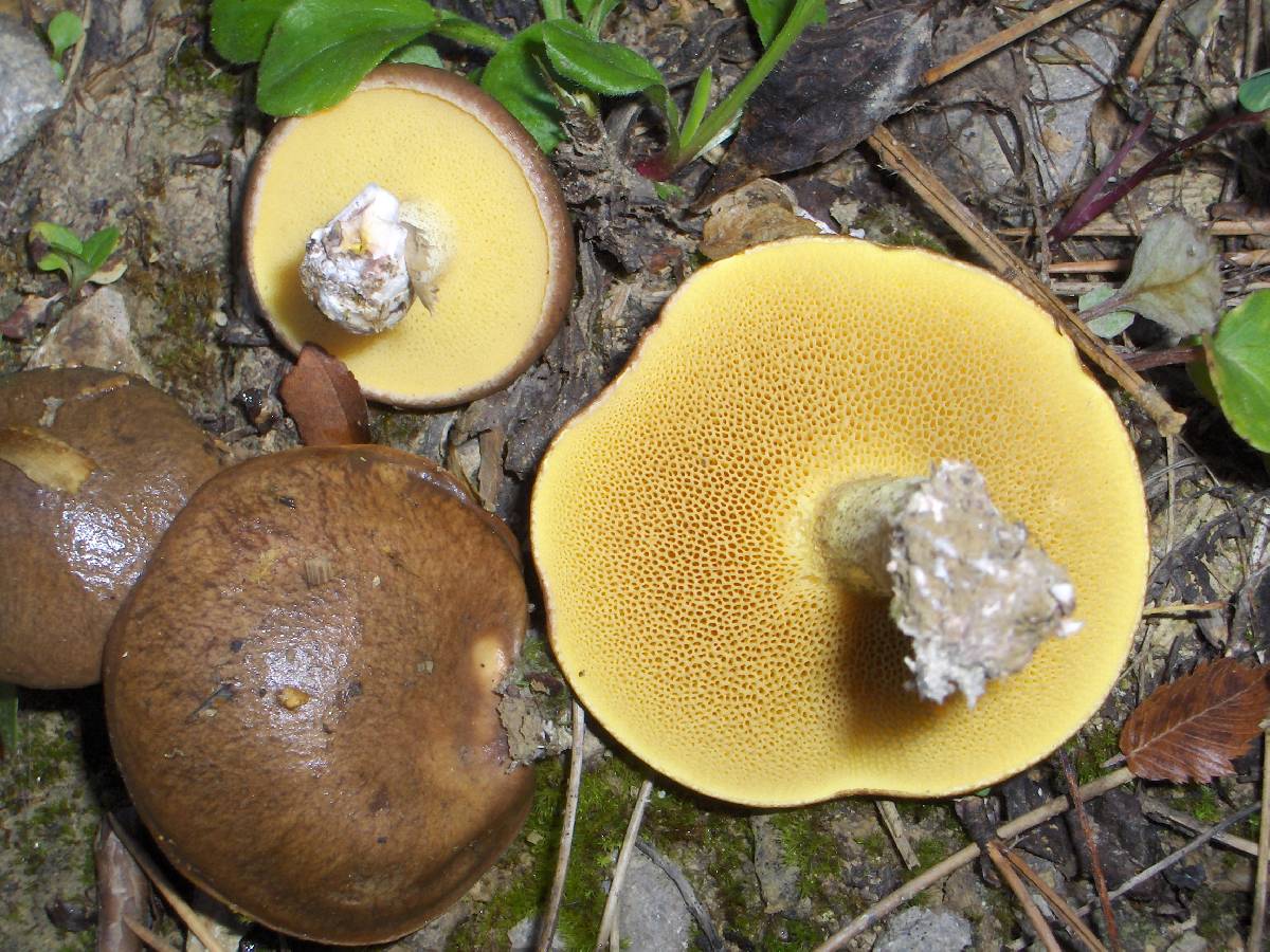 Suillus collinitus image