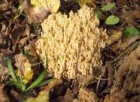 Ramaria pallida image